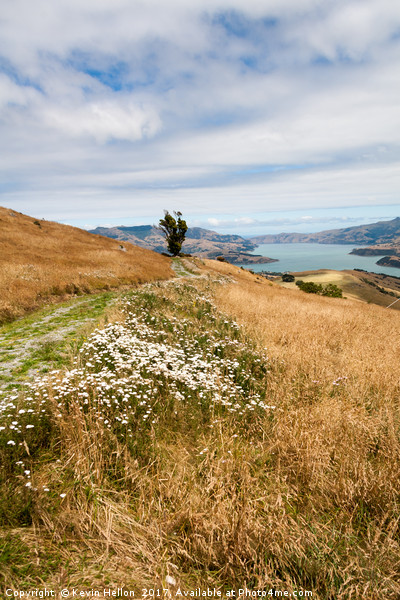 Grass and wild flowers on a hill overlooking the n Picture Board by Kevin Hellon