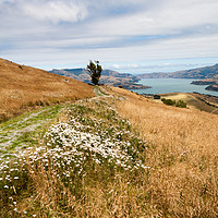 Buy canvas prints of Grass and wild flowers on a hill overlooking the n by Kevin Hellon