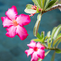 Buy canvas prints of Apocynaceae by Kevin Hellon