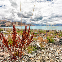 Buy canvas prints of Lake Tekapo and the Southern Alps, South Island, New Zealand by Kevin Hellon