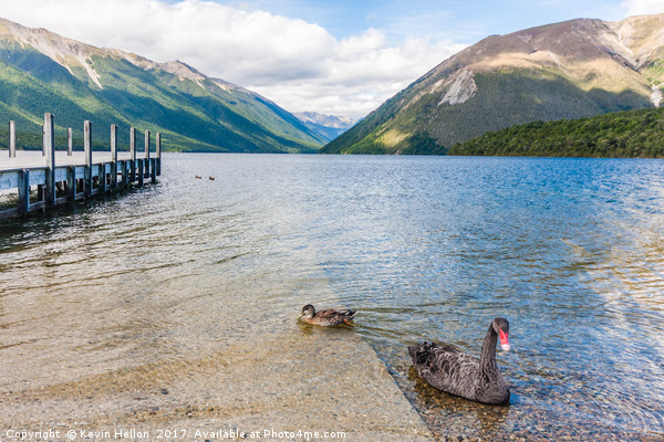 Black swan and duck on Lake Rotoiti Picture Board by Kevin Hellon