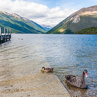 Buy canvas prints of Black swan and duck on Lake Rotoiti by Kevin Hellon