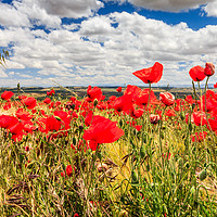 Buy canvas prints of Poppy field and clouds, Granada Province, Spain by Kevin Hellon