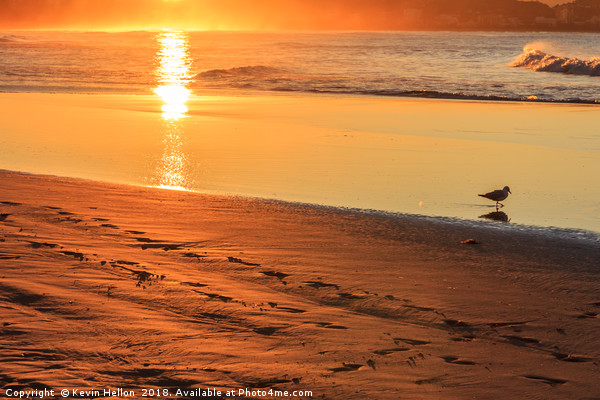 Bird wading in the sea at sunset  Picture Board by Kevin Hellon