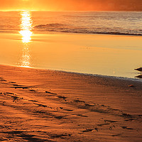 Buy canvas prints of Bird wading in the sea at sunset  by Kevin Hellon