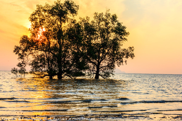 Mangrove sunrise Picture Board by Kevin Hellon