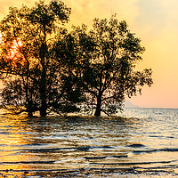 Buy canvas prints of Mangrove sunrise by Kevin Hellon