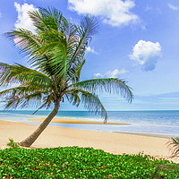 Buy canvas prints of Palm tree on tropical beach by Kevin Hellon