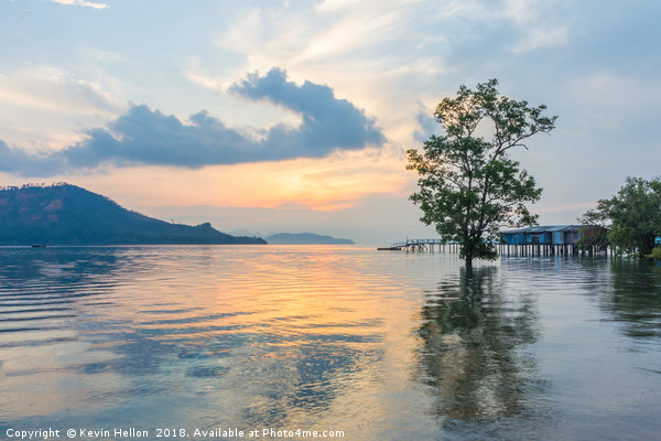 Mangrove tree at sunrise  Picture Board by Kevin Hellon