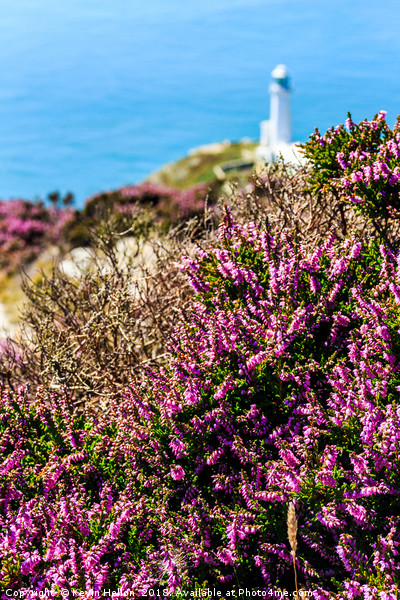 Purple heather with North Stack lighthouse Picture Board by Kevin Hellon