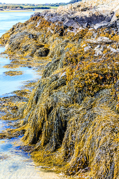 Seaweed or macroalgae  Picture Board by Kevin Hellon
