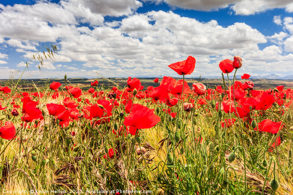 Red Poppies Dancing in the Spanish Sky Picture Board by Kevin Hellon