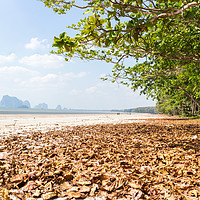 Buy canvas prints of Leaves on the beach at Pak Meng by Kevin Hellon