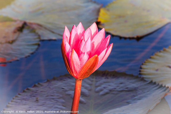 Flower of a pink water lily Picture Board by Kevin Hellon
