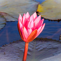 Buy canvas prints of Flower of a pink water lily by Kevin Hellon