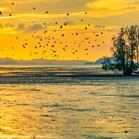 Buy canvas prints of Birds at sunrise by Kevin Hellon