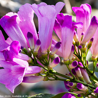 Buy canvas prints of Purple flowers of the Garlic Vine  by Kevin Hellon