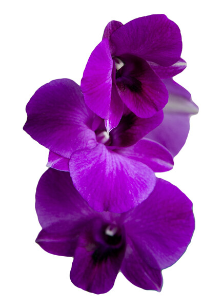 Purple orchid isolated Picture Board by Kevin Hellon