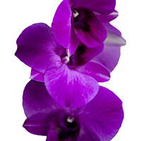 Buy canvas prints of Purple orchid isolated by Kevin Hellon