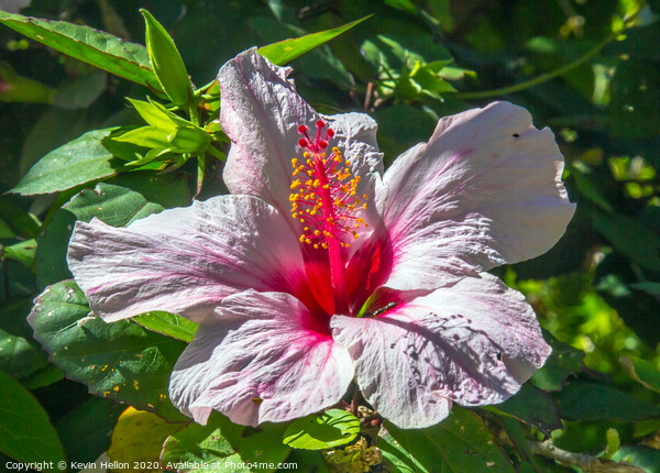 Lilac hibiscus flower  Picture Board by Kevin Hellon