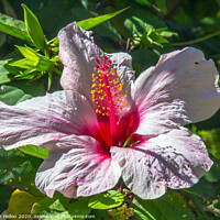Buy canvas prints of Lilac hibiscus flower  by Kevin Hellon