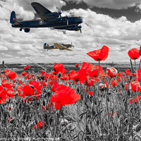 Buy canvas prints of Lancaster bomber and spitfire flying over poppy fi by Kevin Hellon