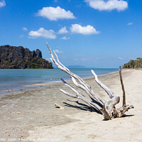 Buy canvas prints of Bleached driftwood on Hua Hin beach, Trang Province, Thailand by Kevin Hellon