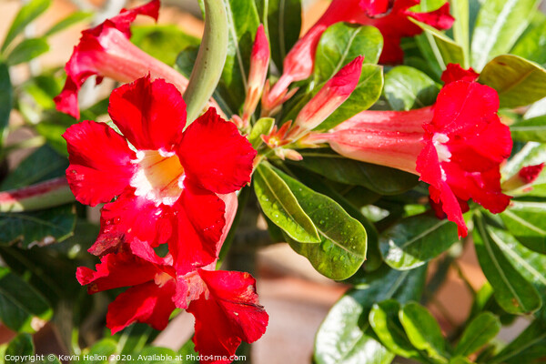 Adenium flowers  Picture Board by Kevin Hellon
