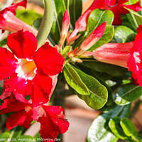 Buy canvas prints of Adenium flowers  by Kevin Hellon