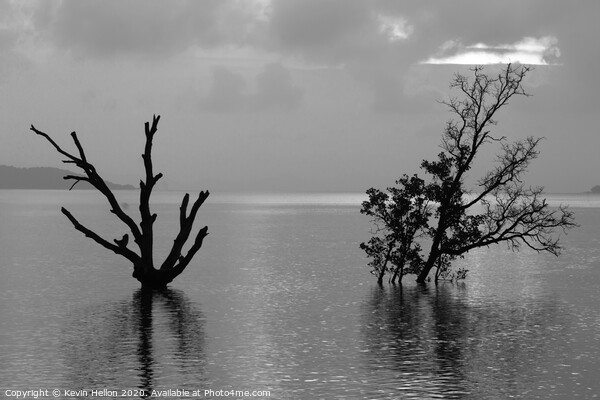 Dead and alive mangrove trees Picture Board by Kevin Hellon