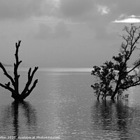 Buy canvas prints of Dead and alive mangrove trees by Kevin Hellon