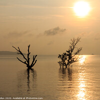 Buy canvas prints of Dead and alive mangrove trees by Kevin Hellon