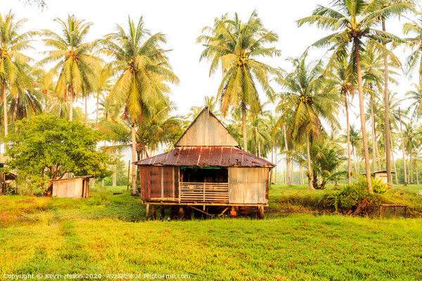 Small house surrounded by coconut palm trees Picture Board by Kevin Hellon
