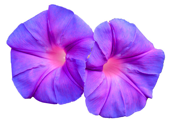 Ipomoea flower growing wild Picture Board by Kevin Hellon