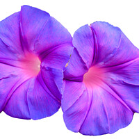 Buy canvas prints of Ipomoea flower growing wild by Kevin Hellon