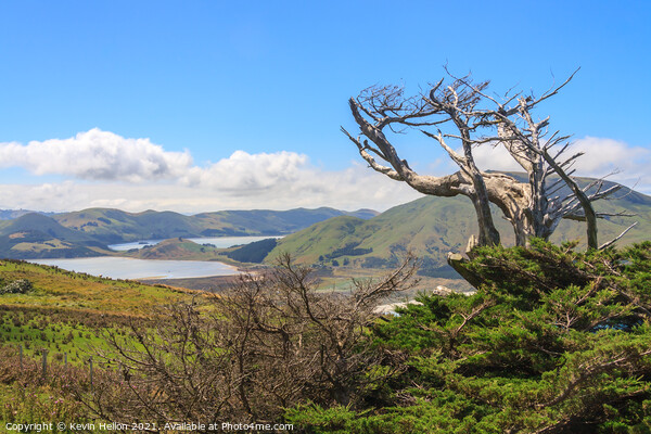 Landscape of  Otago Peninsular Picture Board by Kevin Hellon
