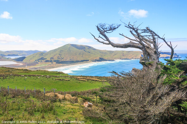 Dead, windswept tree on the Otago Peninsular  Picture Board by Kevin Hellon