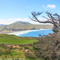 Buy canvas prints of Dead, windswept tree on the Otago Peninsular  by Kevin Hellon