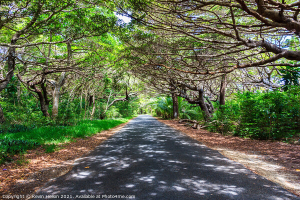Tree lined road in Iles des Pines Picture Board by Kevin Hellon