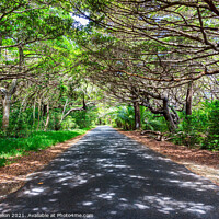 Buy canvas prints of Tree lined road in Iles des Pines by Kevin Hellon