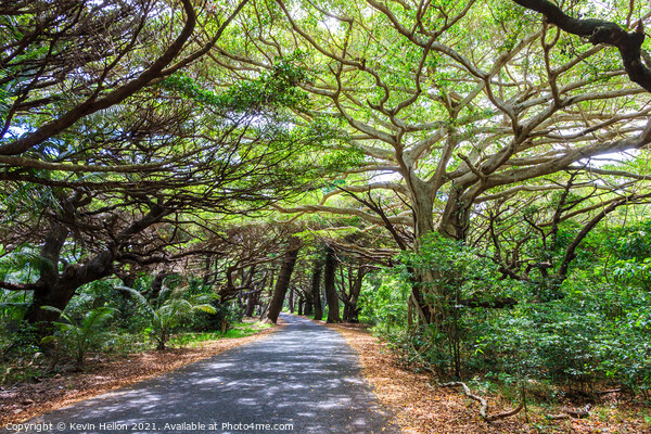 Tree lined road in Iles des Pines Picture Board by Kevin Hellon