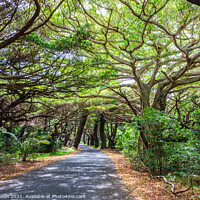 Buy canvas prints of Tree lined road in Iles des Pines by Kevin Hellon