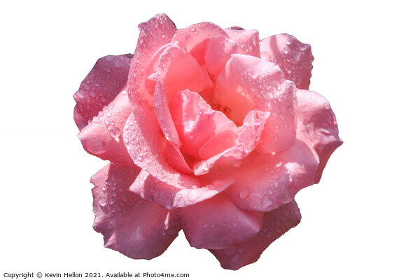 Beautiful pink rose with rain water droplets Picture Board by Kevin Hellon