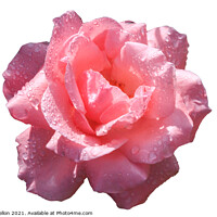Buy canvas prints of Beautiful pink rose with rain water droplets by Kevin Hellon