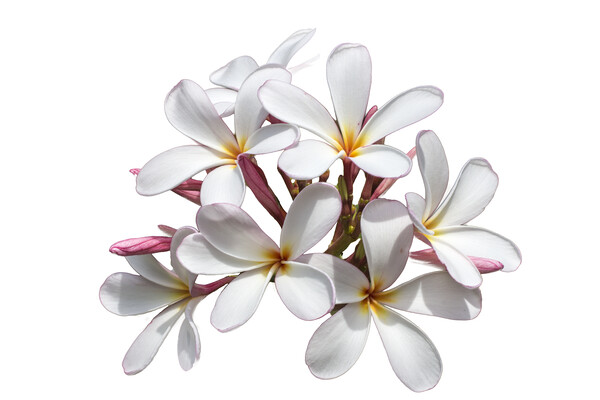 Frangipani flower on white background Picture Board by Kevin Hellon