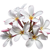 Buy canvas prints of Frangipani flower on white background by Kevin Hellon