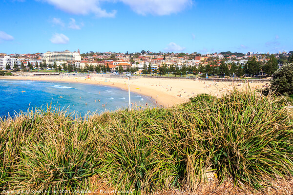 Bushes with Coogee beach Picture Board by Kevin Hellon