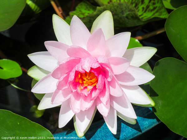 Pink water lily flower (Nymphaeaceae) in a pot Picture Board by Kevin Hellon