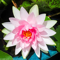 Buy canvas prints of Pink water lily flower (Nymphaeaceae) in a pot by Kevin Hellon