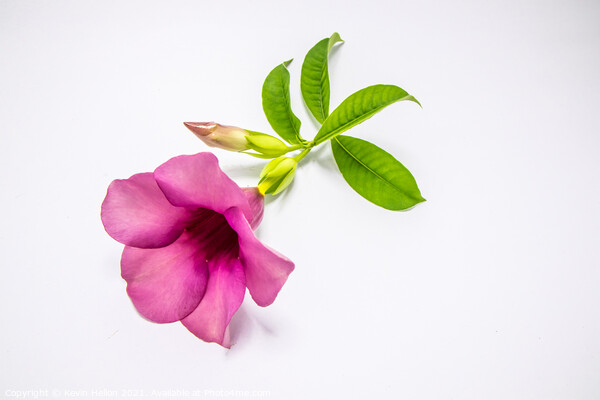 Violet allamanda flower Picture Board by Kevin Hellon